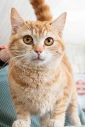 Рыжая Эшли - солнечный котенок в дар