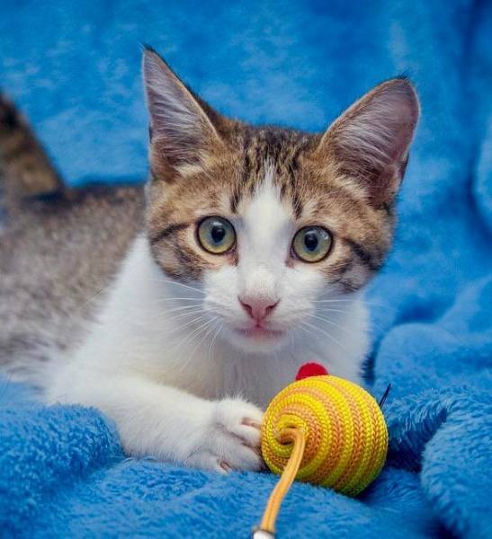 Ласковый и нежный котёнок Моня в добрые руки