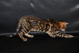 Продажа бенгальских котят.