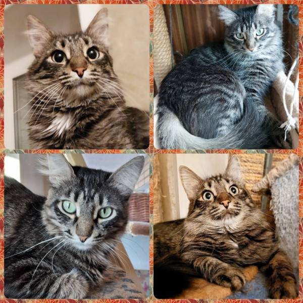 кошка даром ГРАФИНЯ