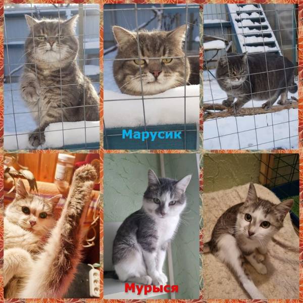 кошки даром МАРУСИК и МУРЫСЯ (Котодомовцы)