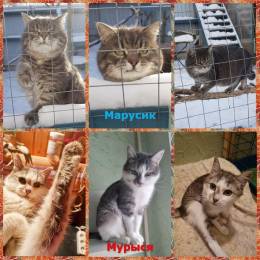 кошки даром МАРУСИК и МУРЫСЯ (Котодомовцы)
