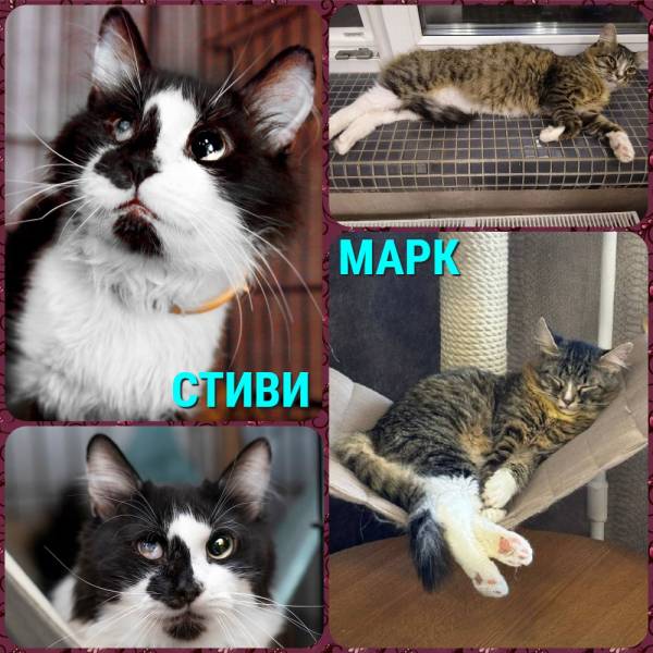 коты даром СТИВИ и МАРК (Котямбусы)