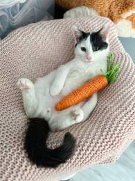 Котенок ищет семью