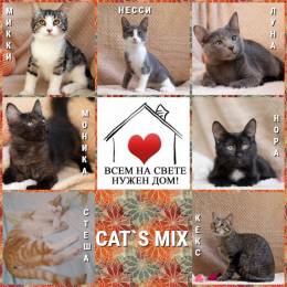 котята даром CAT`S MIX