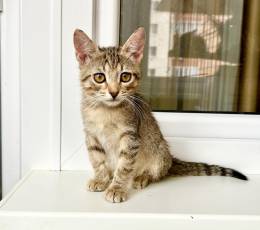 Маленькая котёнка Тина в добрые руки