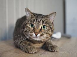 Котик Бусик в добрые руки