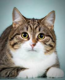 Котята Тоша и Таша в добрые руки