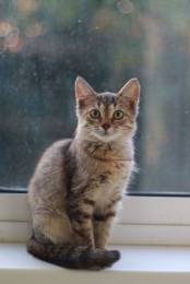 Котенок Мила ищет дом.
