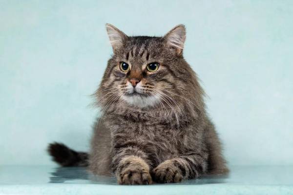 Котик Барон в добрые руки
