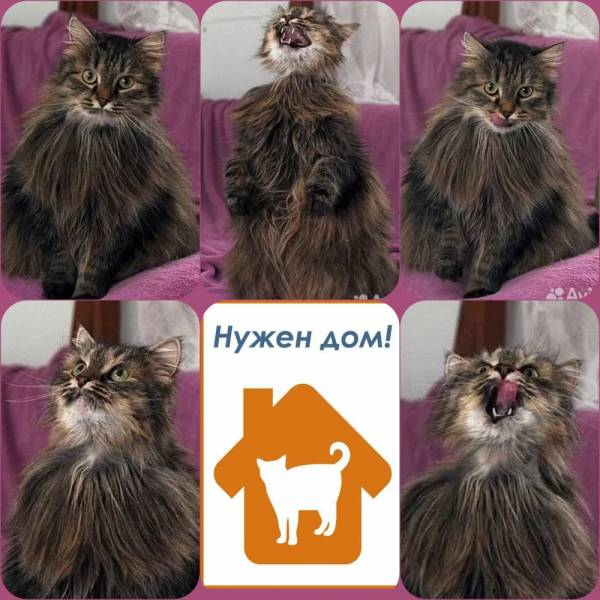 кошка Мышка даром