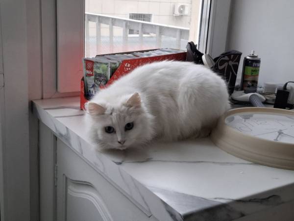 Кошечка Эльза в добрые руки