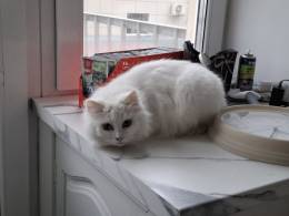 Кошечка Эльза в добрые руки