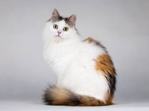 Ласковая Зая, котёнок-подросток, девочка, трёхцветка. 