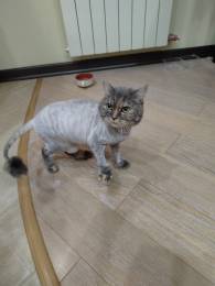  Отдам кошку