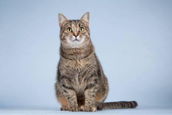 Котенок-девочка Забава очень ждет добрых и заботливых хозяев.