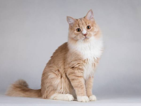 Мурчик - самый ласковый, дружелюбный и контактный котик. 