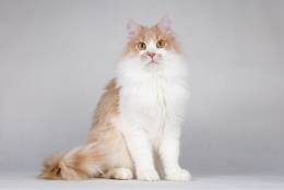 Пирожок - котик, который улыбается.