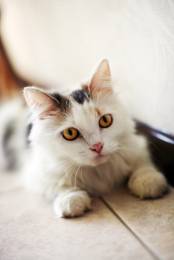 Кошка Маруся ищет дом одним животным.