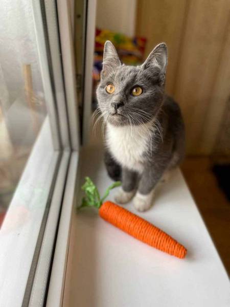 Котёнок Тима (Тимофей) в добрые руки.