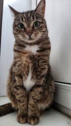 Кошка Апельсинка в добрые руки. 