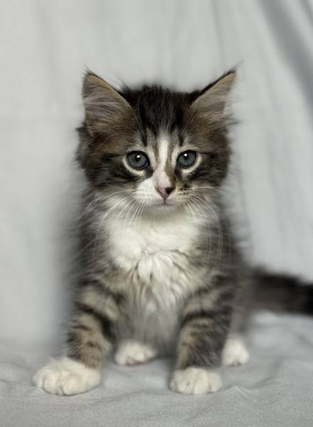 Котята ищут дом.