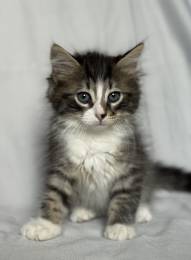 Котята ищут дом.