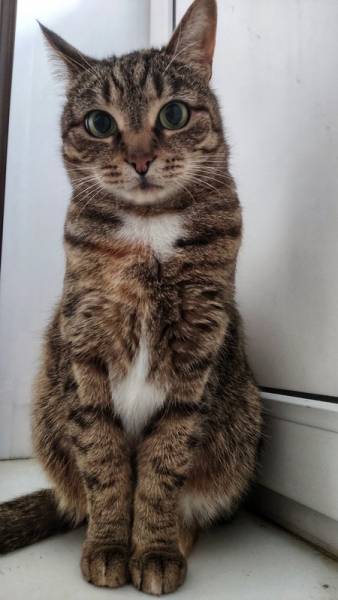 Кошка Апельсинка в добрые руки. 