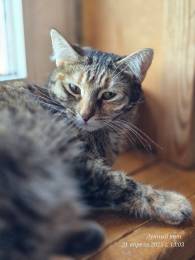 Кошка Джанни
