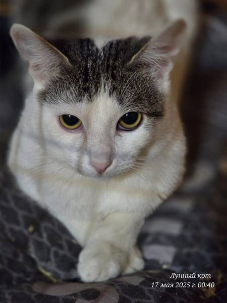 Котик Фокс