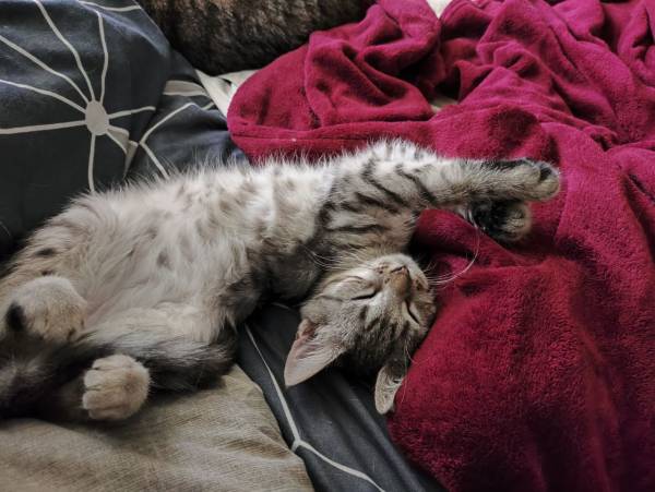 Котенок Сильва