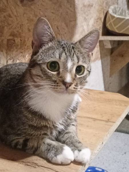 Нежный котомальчик Филя ищет дом
