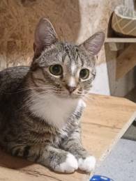 Нежный котомальчик Филя ищет дом