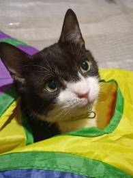 Котомальчик Дракоша ищет дом ❤️❤️❤️