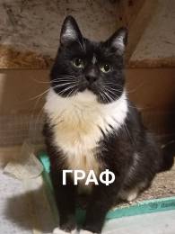 Кот-маркиз Граф, в поиске дома и любящего сердца❤️