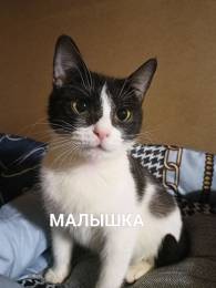 Наша котобусинка Малышка❤️❤️❤️в поиске дома