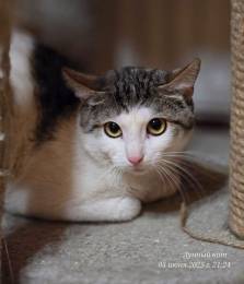 Котик Зефир