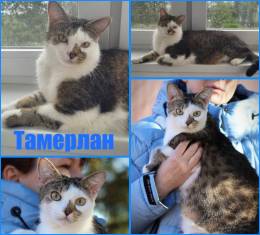 кот ТАМЕРЛАН даром