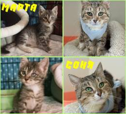 кошки МАРТА и СОНЯ даром