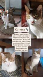 Ищем добрые руки для