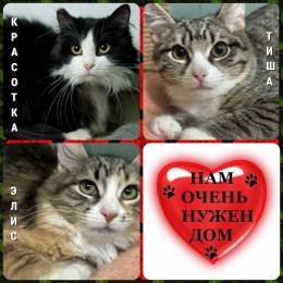 котики КРАСОТКА, ТИША и ЭЛИС даром