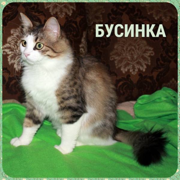 кошка БУСИНКА даром