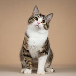 Котик Бенни ищет доброе сердце.
