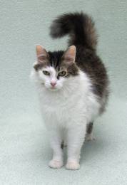 Кошечка Мю ищет доброе сердце.