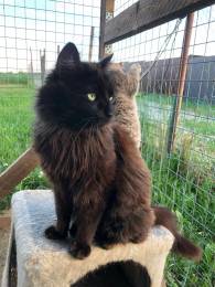 Молодой котик Черныш.