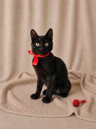 Котёнок-позитив ищет Дом!