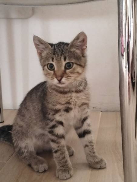 Маленький котенок ищет дом.