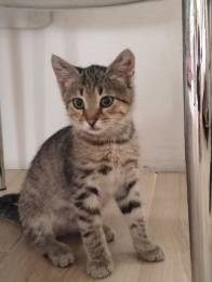 Маленький котенок ищет дом.