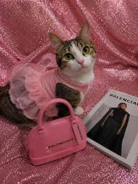 Бейби, очень харизматичная кошечка ищет дом! 
