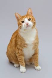 Кот Гарик ищет доброе сердце. 